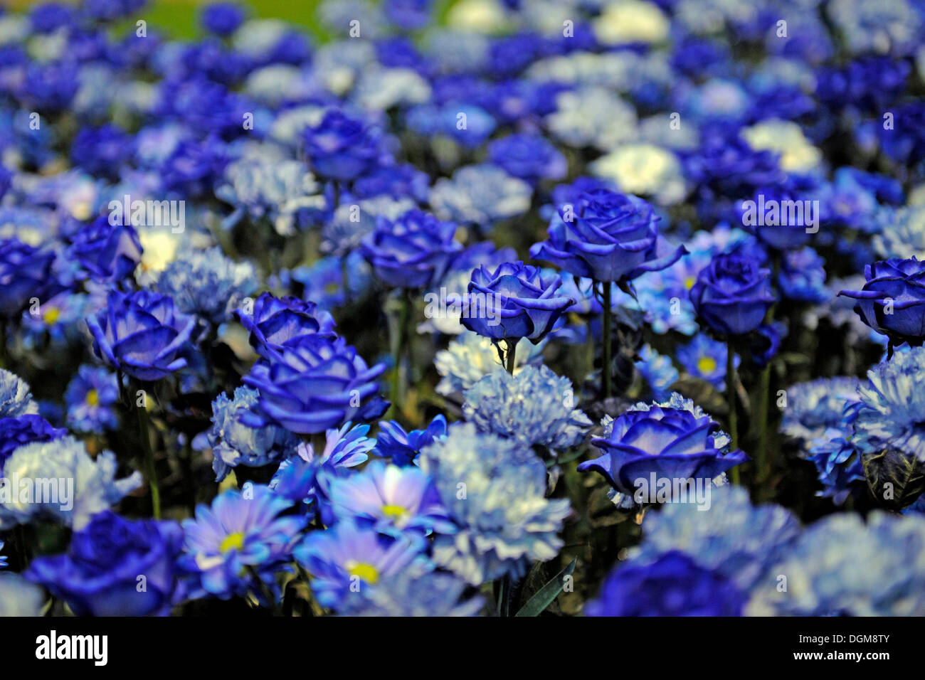 Blue Roses Category.jpg